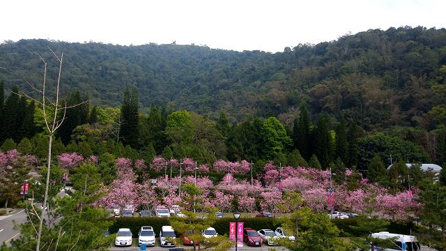 九族文化村櫻花還在開 同時可賞10萬株西班牙薰衣草超夢幻！