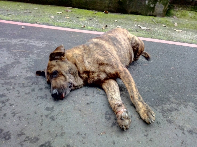 台北市照生會與貓狗119 救援虎斑狗被山豬吊陷阱纏住腿的狗狗