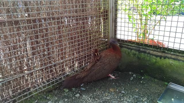 科博館鳳凰谷鳥園生態園區迎新客　等了六年，青鸞寶寶滿月囉！