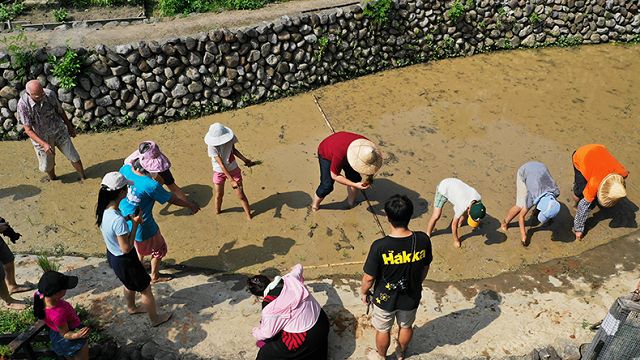 禾田裡的客家文化素養教育　臺北客家農場一期稻作蒔田